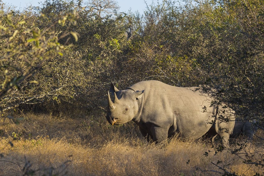 VIDEO: Næsehorns-jæger i forsvar for bevaringsjagt Black rhino