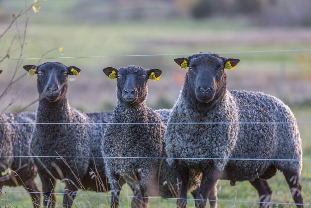 Hund bag angreb på får Faar