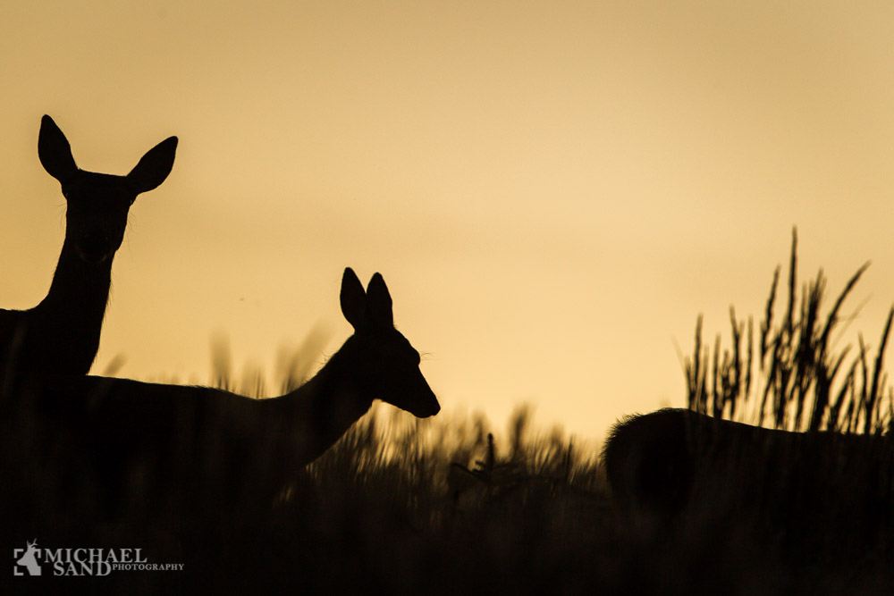 Højeksplosiv hjortedebat