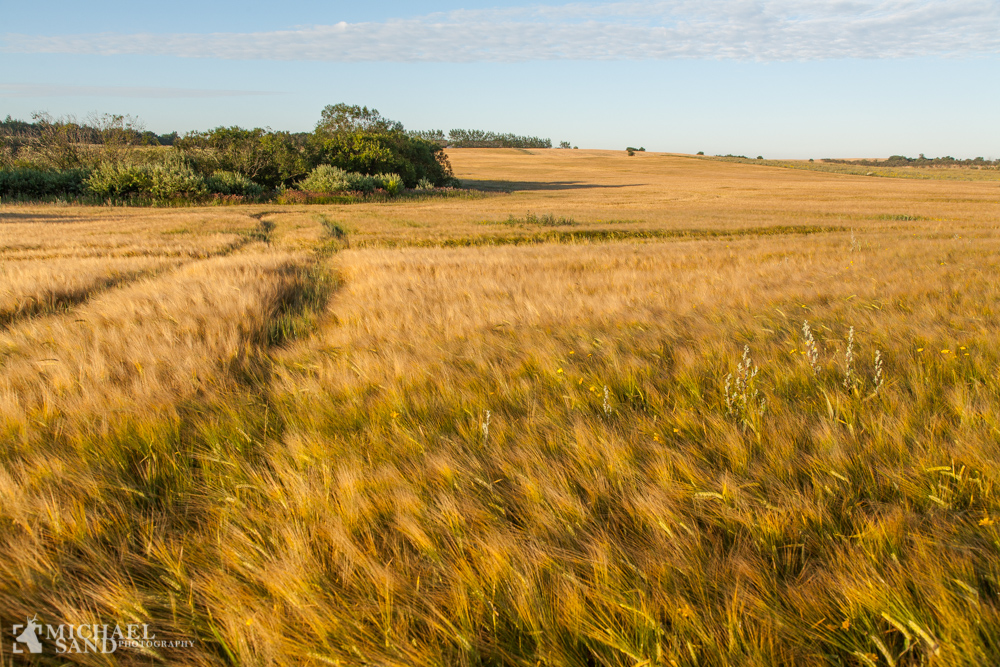 Landbrugets kvælstof skal kortlægges DN: Naturhensyn må tænkes ind i landbrugsstøtten