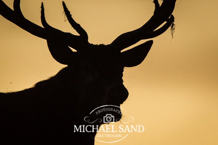 Ny mand i Den Nationale Hjortevildtgruppe