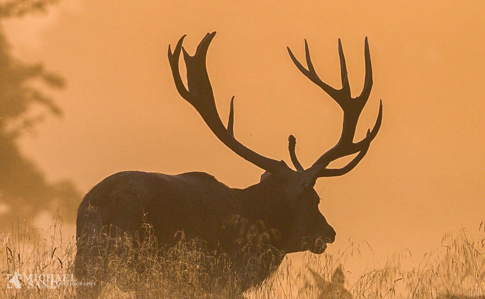 Kapitalforvaltning eller græsk tragedie Stor hjort