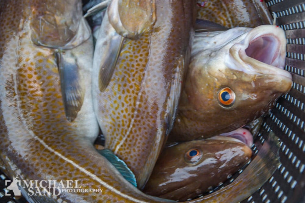 Danske fiskebestande er ved at rette sig op Torsk2