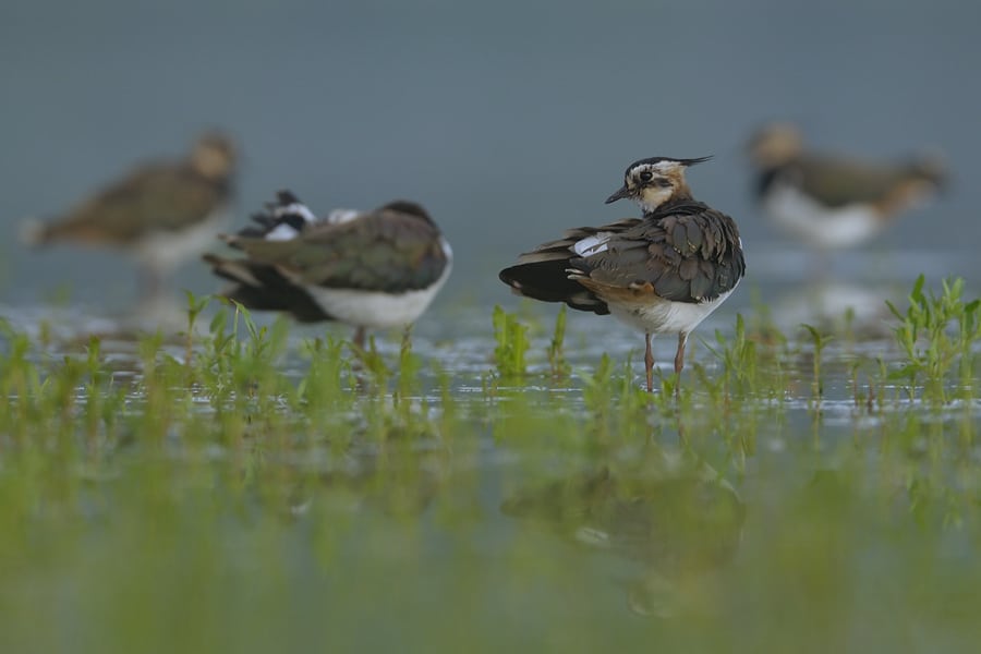Vibe, hjejle og storspove skal skrives i mandtal