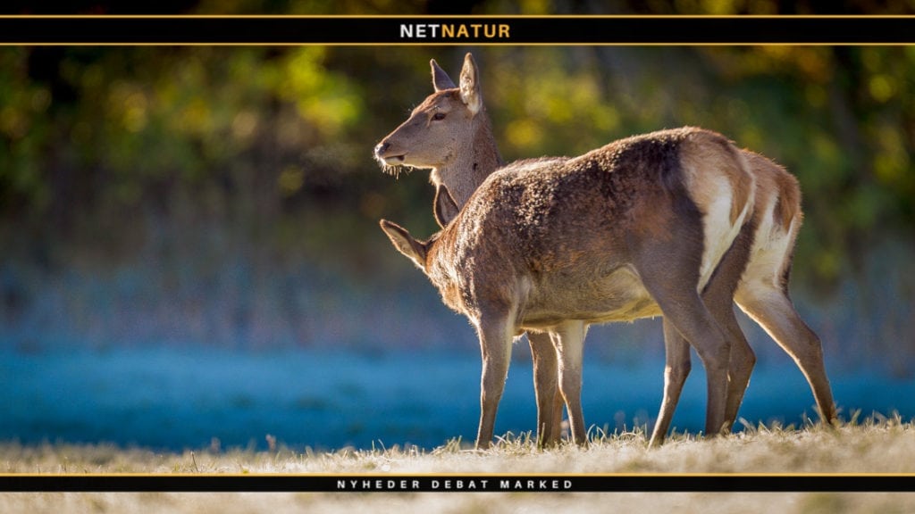 Naturstyrelsen: Her er den ny jagtpolitik Naturstyrelsen: Her er den ny jagtpolitik