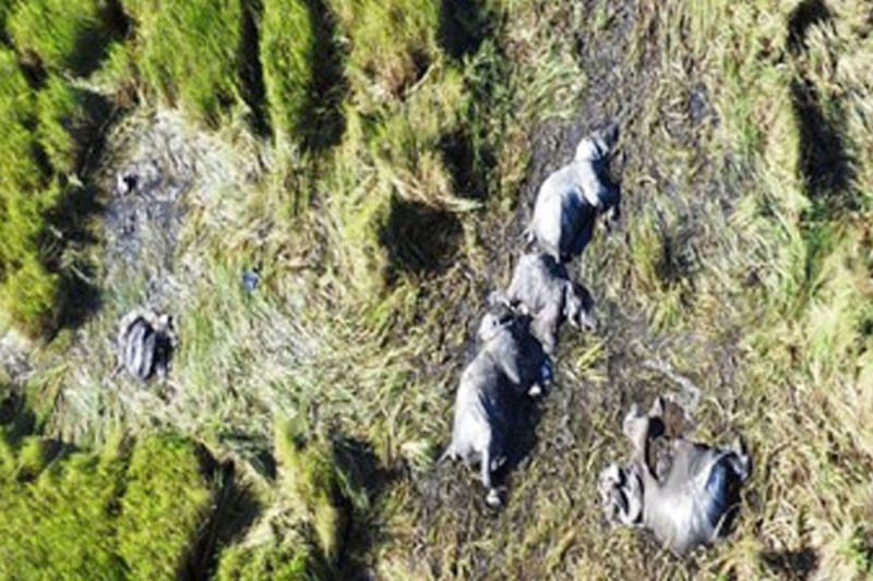 Tanzania: To tredjedele af elefanterne forsvundet på fire år Elephants