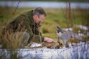 Falkejagt tillades i Danmark