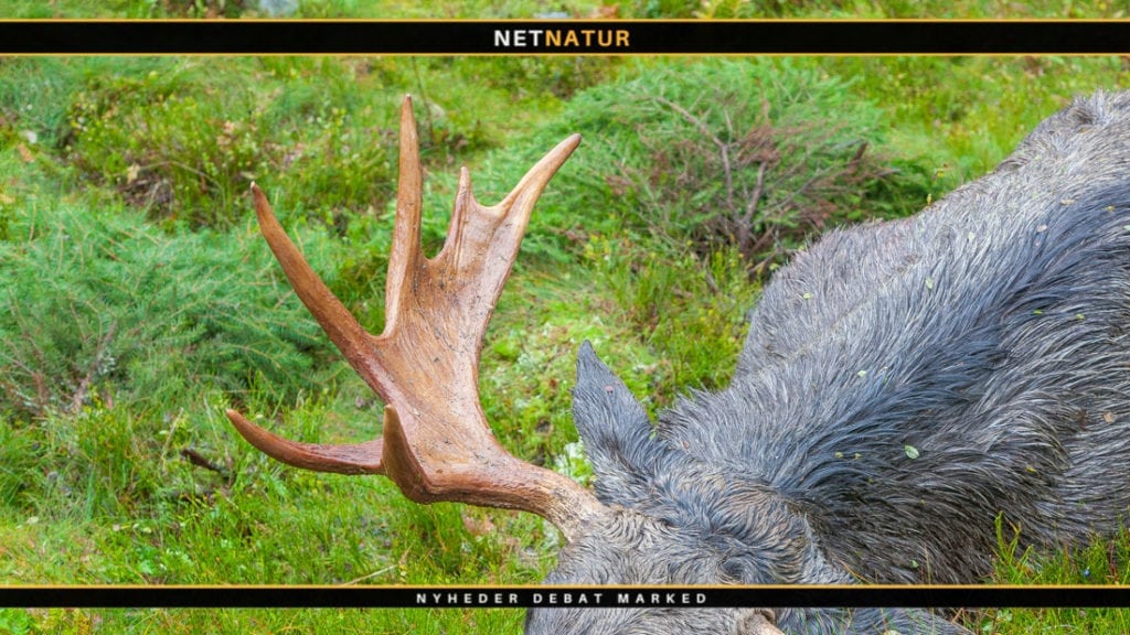 Norsk trofæjæger står for skud