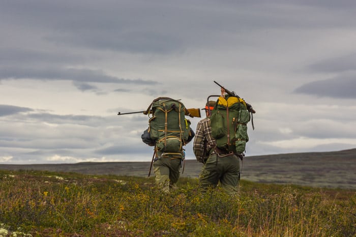 Norge: Rekordstor interesse for jagt på vildren Vildren