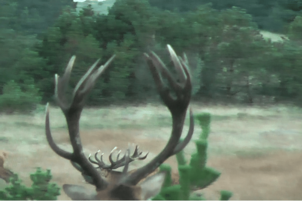 Vildtbiologs tanker om afskydning af kronhjorte 1