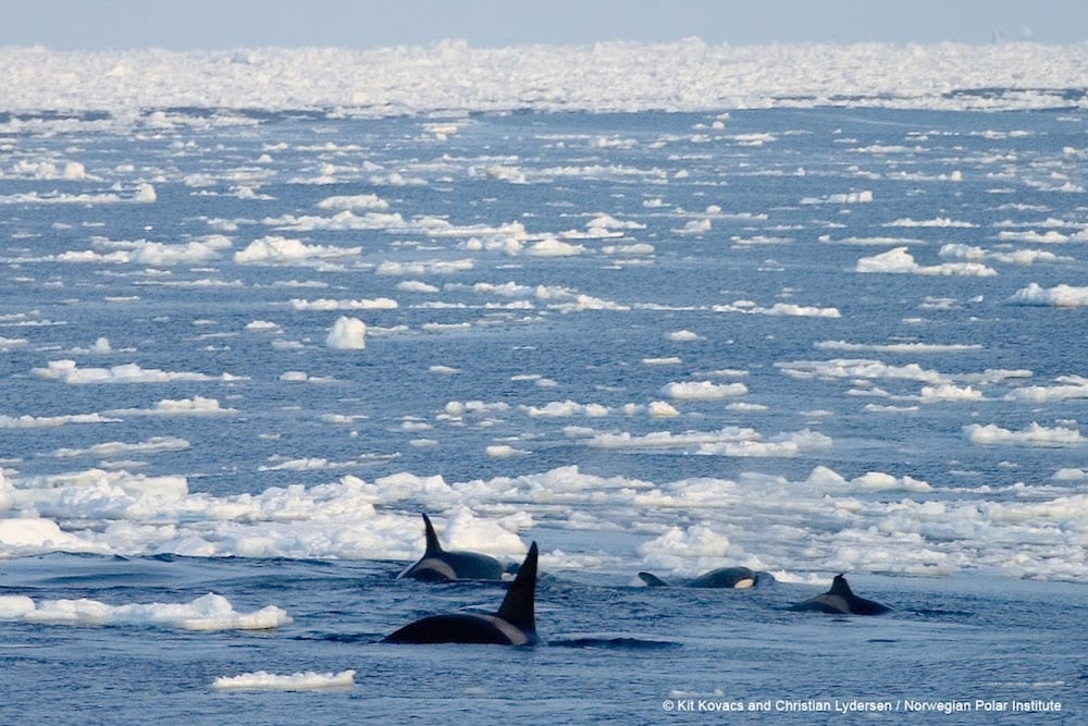 Spækhuggere ændrer balancen i Arktis Arktis