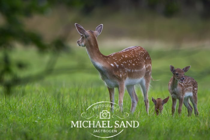 Regulering af nyfødte kalve vækker harme Daavildt
