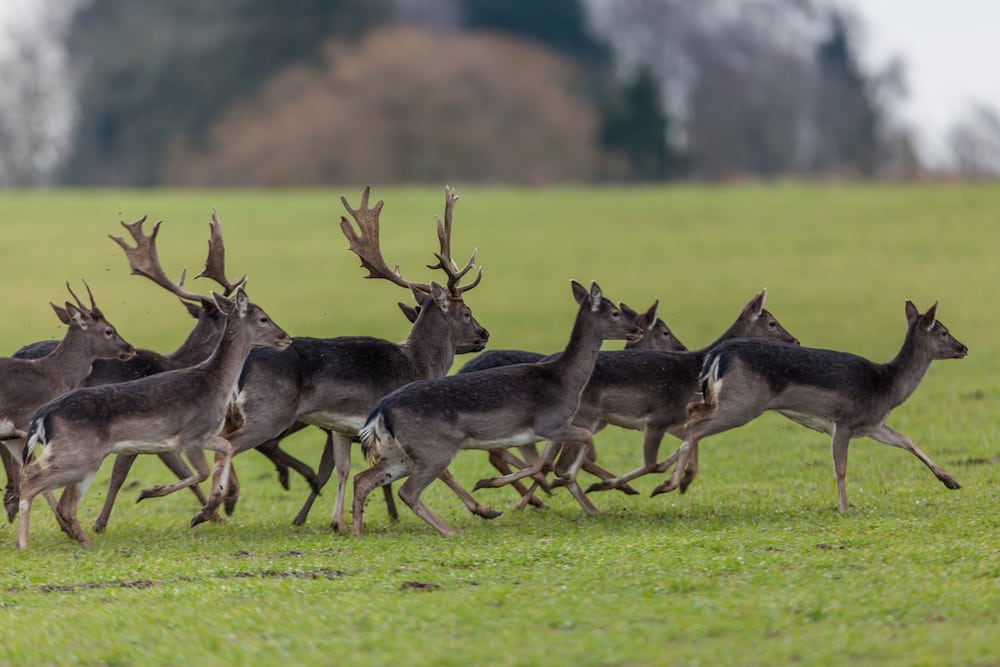 Eftersøgninger af trafikskadet vildt stiger eksplosivt