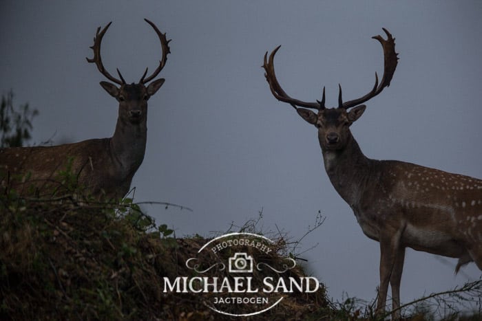 Klarlagt udsyn Daavildt copy copy