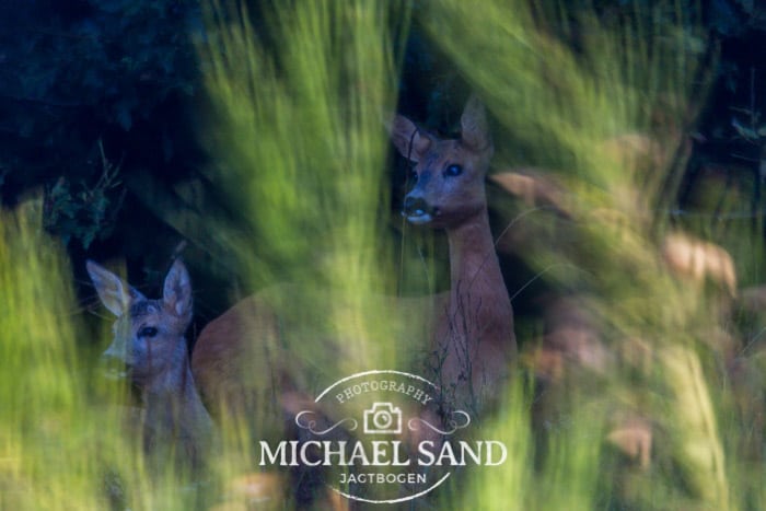 Gyvelsnapper går til kamp mod krat og buske Gyvelsnapper går til kamp mod krat og buske