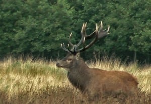 Head