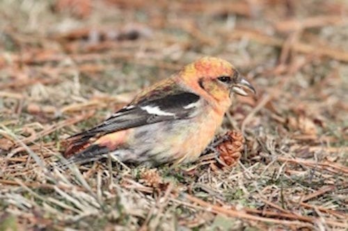Naturen netop nu: Oplev korsnæb i naturen