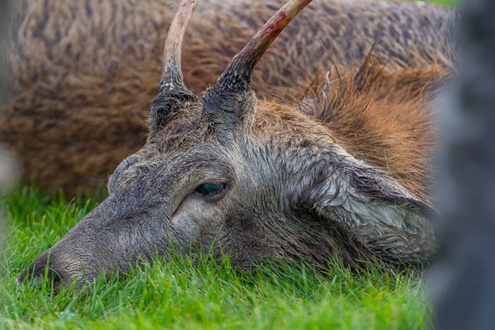 Mystiske jagtinvitationer kostede dyrt Mystiske jagtinvitationer kostede dyrt