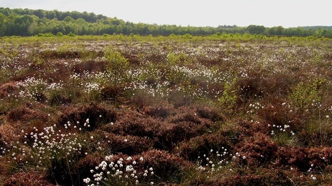 Sjælden natur får millionindsprøjtning Mose