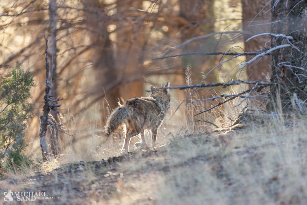 Guldsjakalen - ønsket eller uønsket?