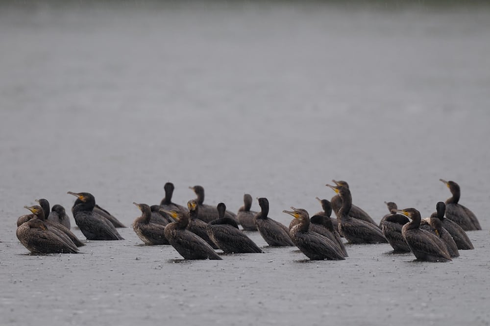 Kommune vil skyde skarver Skarven truer fiskebestanden i Skjern Å