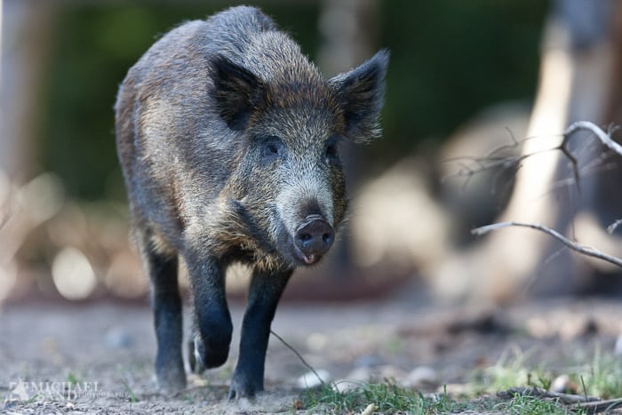 Vildsvinet skal tilbage i den danske natur Vildsvin angriber teenager