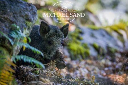 Boars