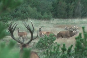 video Kronvildtbrunst i Hjardemål