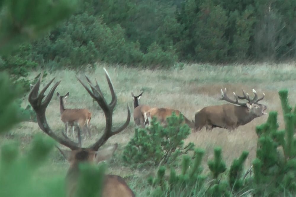 video Kronvildtbrunst i Hjardemål