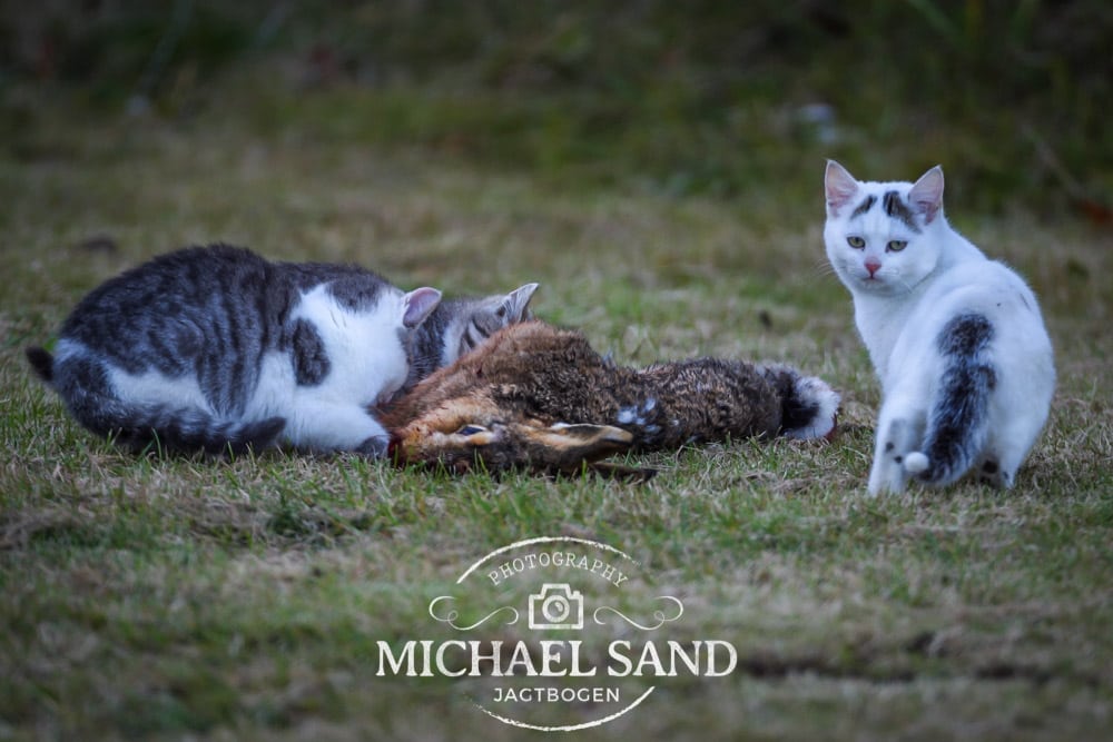Kommune erklærer herreløse katte krig Cats