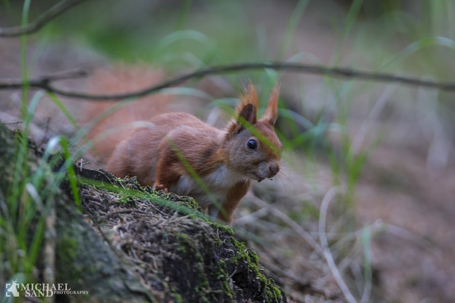 Vis hensyn til forårets dyreunger
