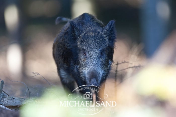 Jægere under pres i vildsvinepolitik