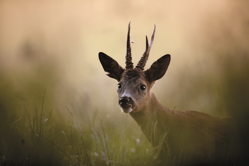 Netnatur app opdatering