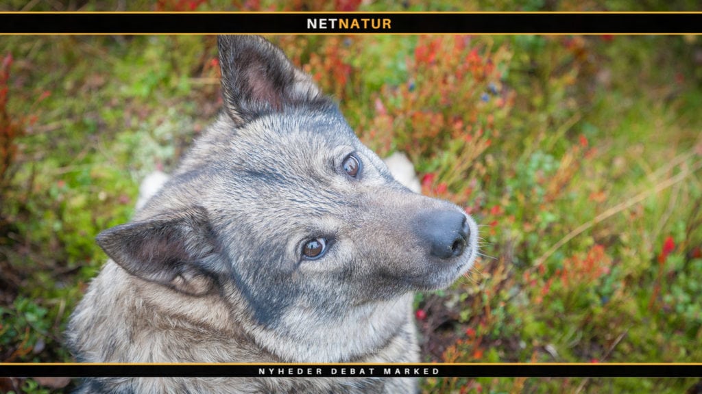 Ulve angriber hund i helt unik film