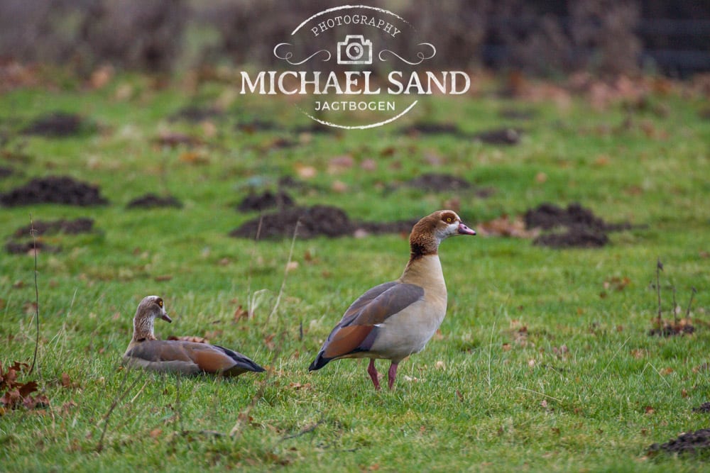 Nilgåsen som trofægås Nilgaas