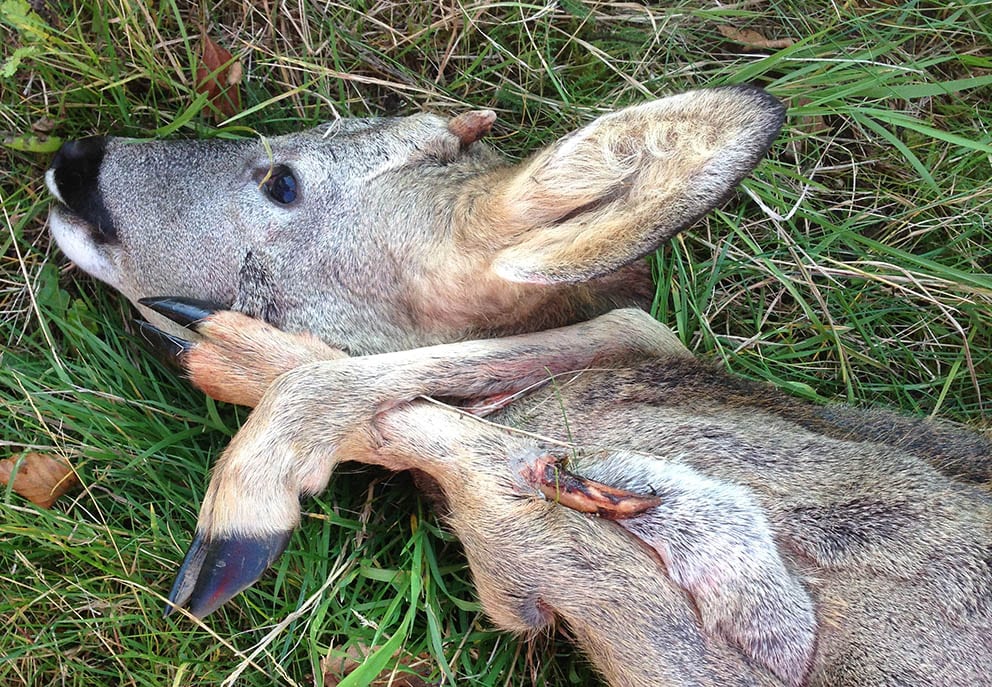 Opskrift på kæmpebukke
