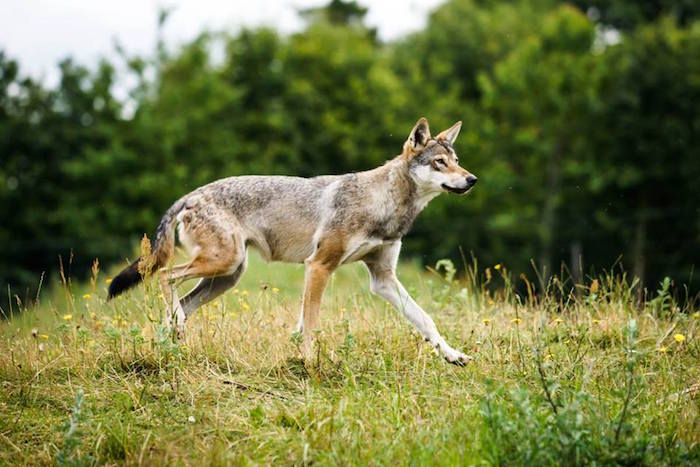 Udmagrede russiske ulve dræber 30 heste på 4 dage