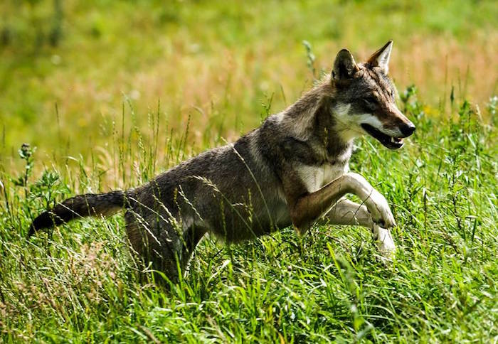 Recite oxiderer Overlevelse Vilde hunde rykker ind i Norge - Netnatur