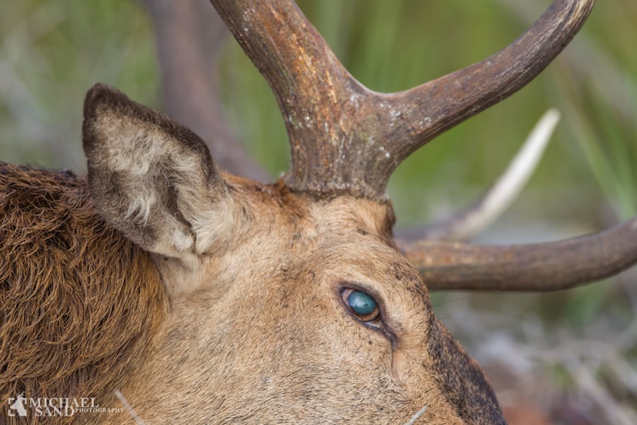 Sætter stopper for de mindre jagthegninger Nordjylland: Trafikanter opsamler påkørt vildt