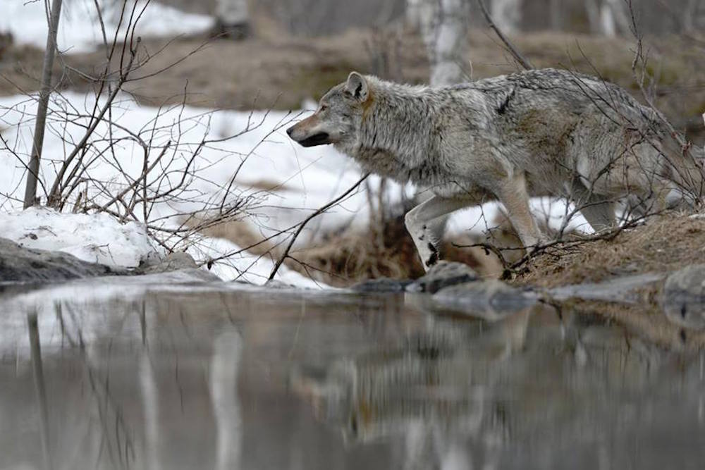 Finsk ulveekspert lokket i en fælde Ulvebasse1