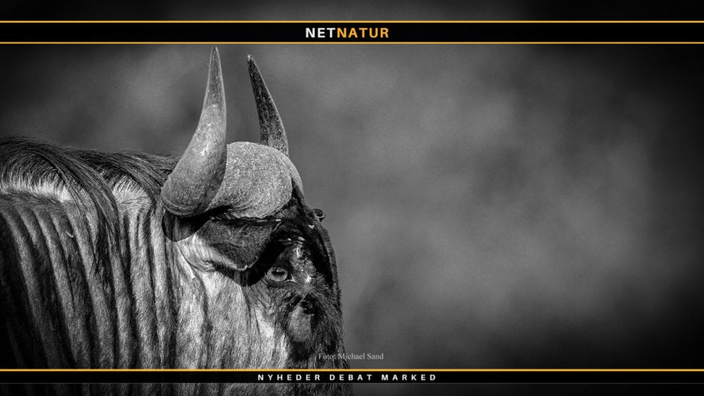 Tysk bandlysning af “fejlfarvet” afrikansk vildt