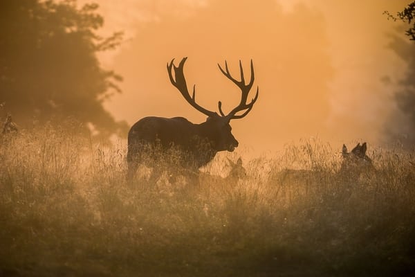 Hjorte-rapport kan nu hentes på Netnatur.dk