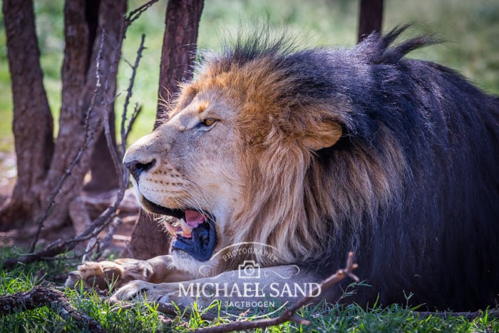 Tilslutning til “jagt” på dåseløver vakler Lion