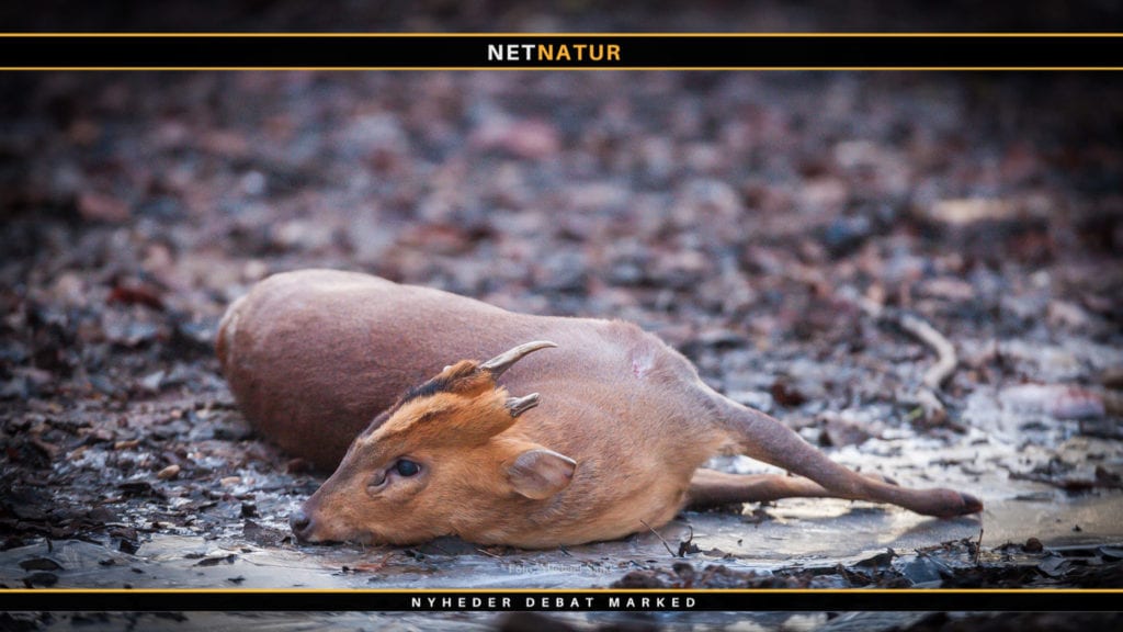 DJ: Nej til Muntjac i Danmark DJ: Nej til Muntjac i Danmark