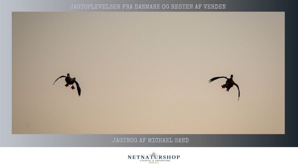 Frostklar krikandejagt i juni