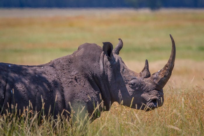 Handel med horn fra næsehorn lovliggøres Rhino9