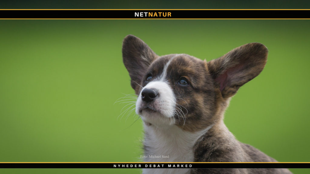 Hunden stammer fra Asien