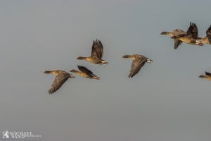 Kortnæbbet gås - tusindtallig gæst fra Svalbard