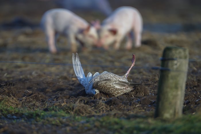 Mågeplagede økologiske svinebønder nægtes reguleringstilladelser Mågeplagede økologiske svinebønder nægtes reguleringstilladelser