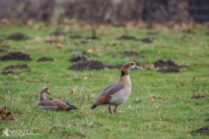 Har du set gul kæmpekalla, nilgås eller signalkrebs?